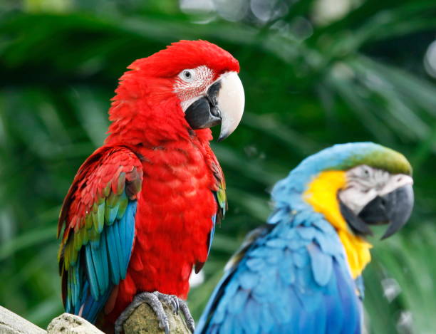 istock The colorful and beautiful Macaw 831100774