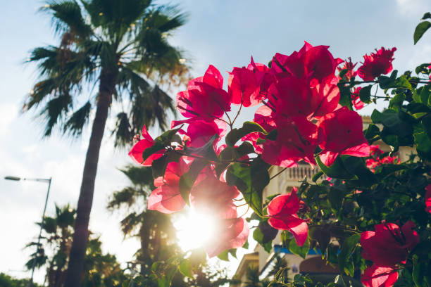 istock beautiful pink flowers with warm sunlight 831103320