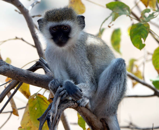 istock Vervet monkey, sitting on branch with arms folded over legs, looking straight at camera. Tarangire National Park, Tanzania, Africa 831106642