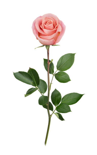 istock Pink rose in full depth of field. Detailed retouch. 831106914