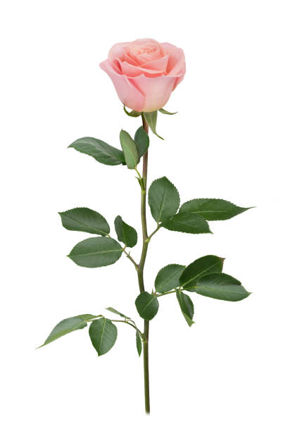 istock Pink rose in full depth of field. Detailed retouch. 831106978