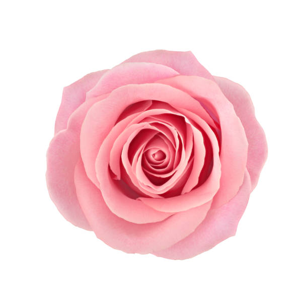 istock Coral rose flower. Detailed retouch 831109096