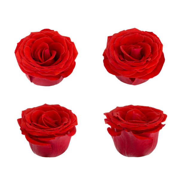 istock Coral rose flower. Detailed retouch 831109144