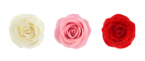Coral rose flower. Detailed retouch