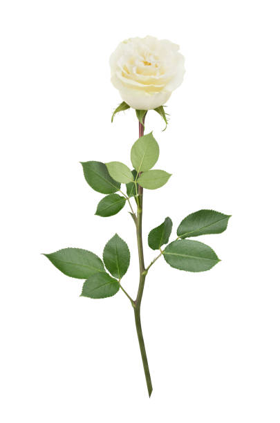 istock White rose in full depth of field. Detailed retouch. 831109656