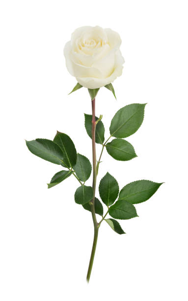 istock White rose in full depth of field. Detailed retouch. 831109940