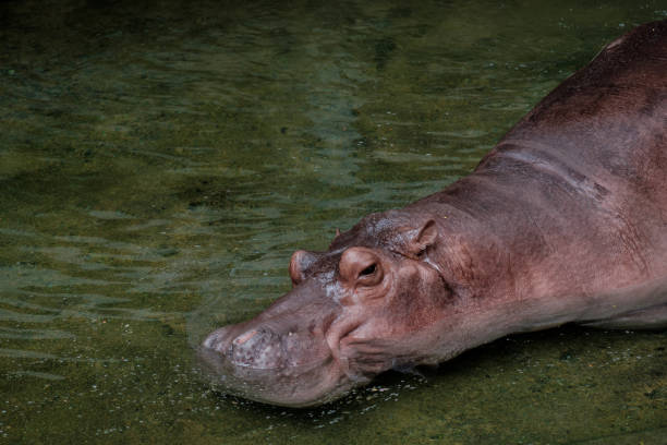 hipopótamo en el agua - hippopotamus amphibian sleeping hippo sleeping fotografías e imágenes de stock