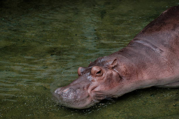 hippopotamus in the water - hippopotamus amphibian sleeping hippo sleeping imagens e fotografias de stock