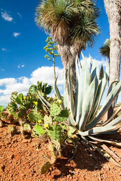 istock Cactus garden at island Majorca, Balearic Islands, Spain. 831113478