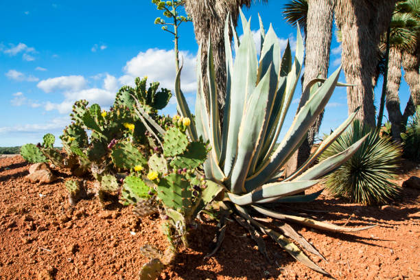 istock Cactus garden at island Majorca, Balearic Islands, Spain. 831113708