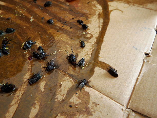 istock Flies caught on sticky fly paper trap 831113824