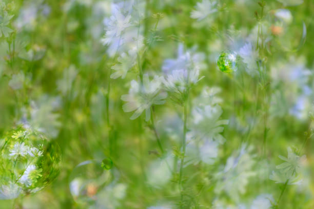 istock Reflection of plants in droplets. 831120310