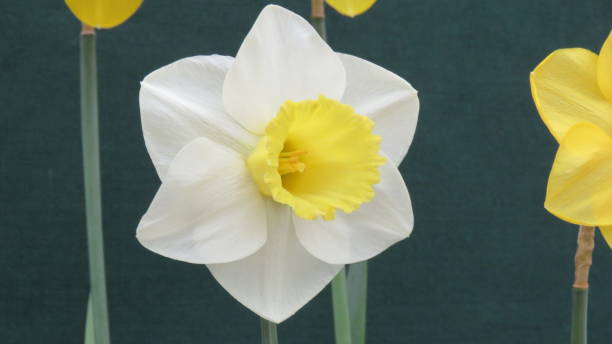 istock World of Daffodil collection Part 2 831120440