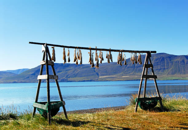 essiccazione del pesce in islanda - halibut flatfish fish hanging foto e immagini stock