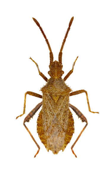 istock Leaf Footed Bug Coriomeris  -  Coriomeris hirticornis (Fabricius, 1794) 831121902