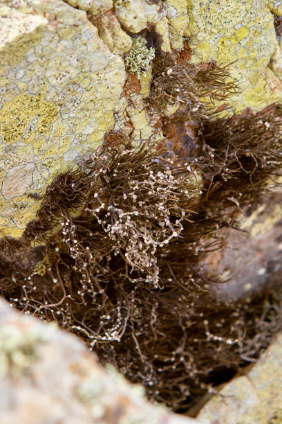 istock Roccella canariensis - Fuerteventura 831122128