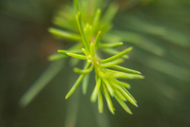 istock The appearance of a pine tree 831124494