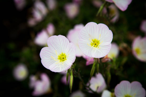 Pink Evening Primrose (oenothera speciosa) aka pinkladies wildflowers blooming on spring meadow, closeup.