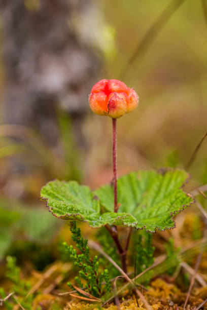 istock A beautiful closeup of a marsh cloudberries before ripening. 831125094