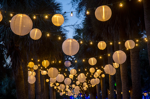 Chinese Lanterns Hanging from Palm Trees against a blue sky have been decorated with white lights for the Holiday season.