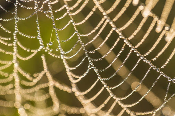 istock A beautiful closeup of a spider web in marsh. Web with water droplets in morning light. Beautiful marsh scenery. 831128662