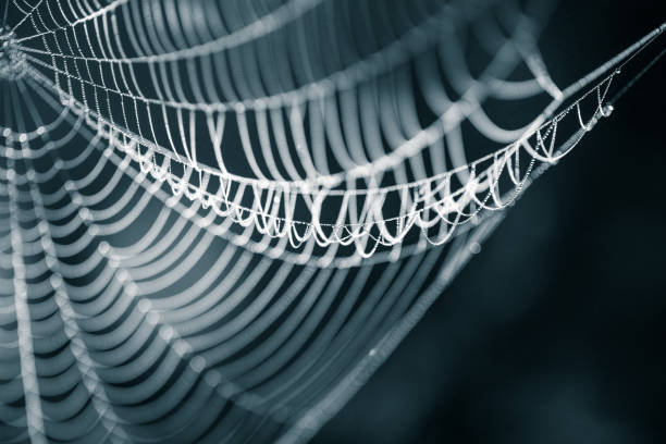 istock A beautiful closeup of a spider web in marsh. Web with water droplets in morning light. Beautiful marsh scenery. 831130796
