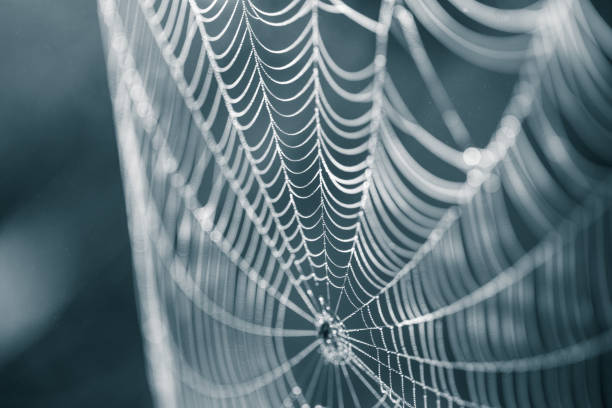 istock A beautiful closeup of a spider web in marsh. Web with water droplets in morning light. Beautiful marsh scenery. 831130816