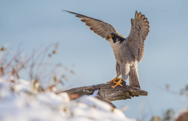 istock Peregrine Falcon 831131170