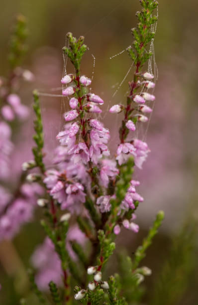 istock A beautiful pink heathers growing in a marsh in morning light. 831138404
