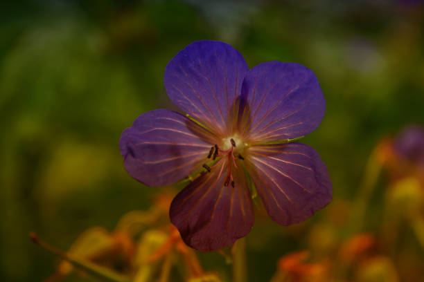 istock A geranium flower growing on a summer meadow. 831138682