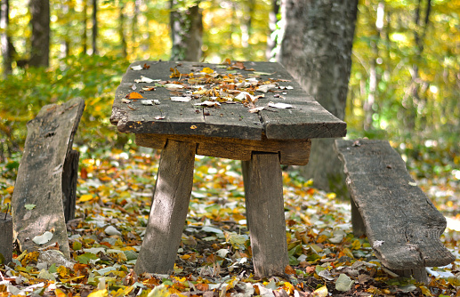 Old picnic table with trees and autumn leaves in forest.