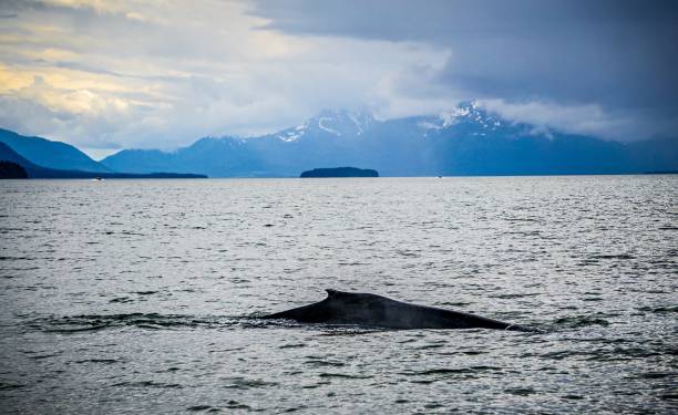 istock humpack whale hunting on mud bay alaska 831139630