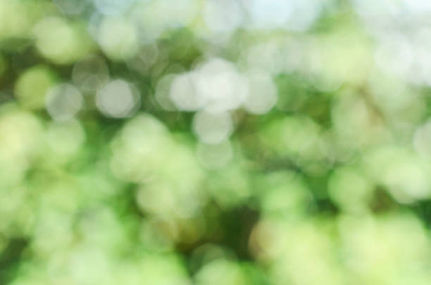 istock Green bokeh lights abstract backgrounds textures 831139760