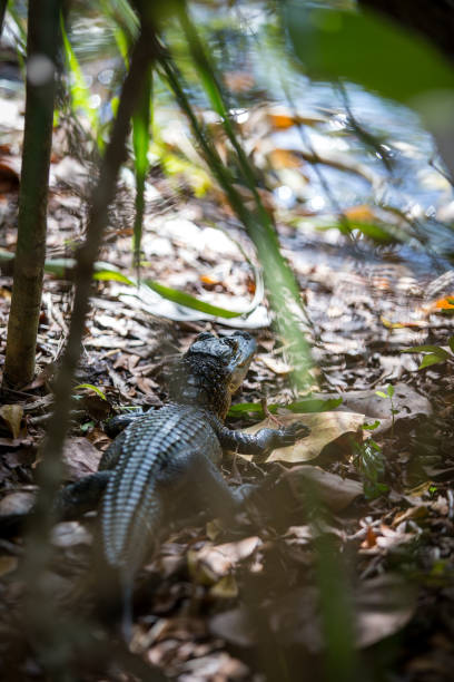 istock Alligator on the river bank 831142298