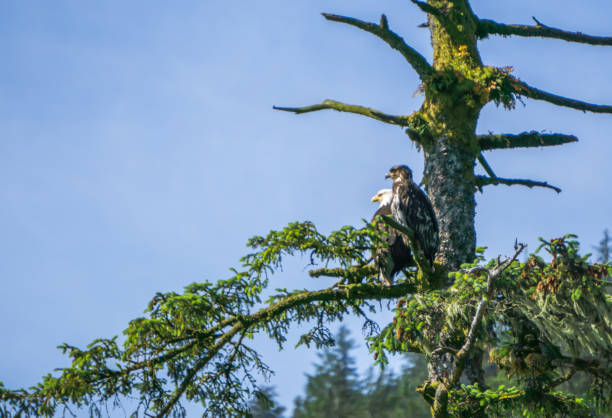 istock american bald eagle and its baby sitting on tree branch 831142608