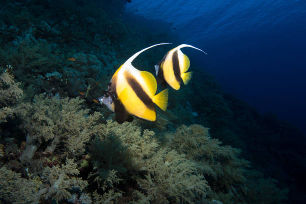 pennant bannerfish in the red sea pennant bannerfish in the rea sea in egypt pennant bannerfish photos stock pictures, royalty-free photos & images