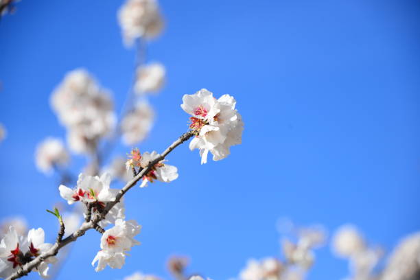 istock Almond blossom in Spain 831145676
