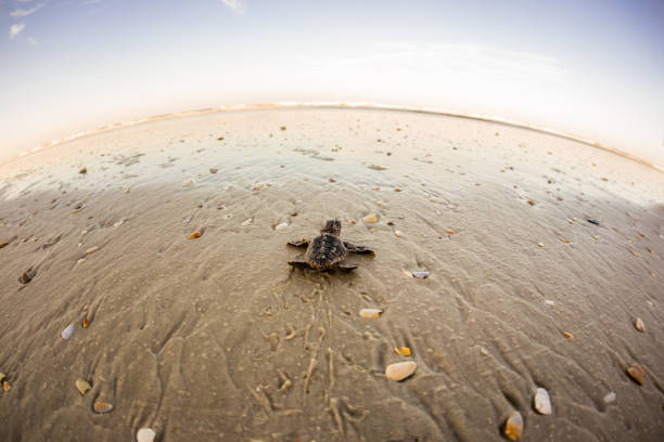 istock Baby Sea Turtle almost to the water 831145810