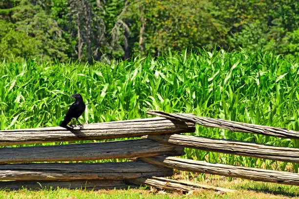 Photo of Crow on a Log Fence in a Corn Field