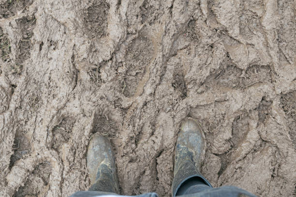 istock Muddy Festival 831146472