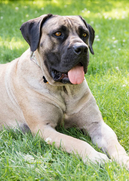 istock Large breed dog Laying in Yard 831150726