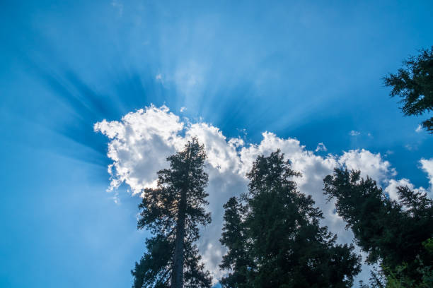 istock The sunlight between the clouds, Spruce in Bakhmaro 831152936