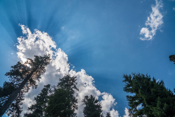 istock The sunlight between the clouds, Spruce in Bakhmaro 831152964