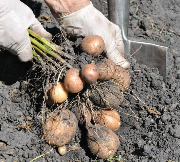 farmer es hände kommissionierung frische bio-kartoffeln - root vegetable picking monoculture nutrient stock-fotos und bilder