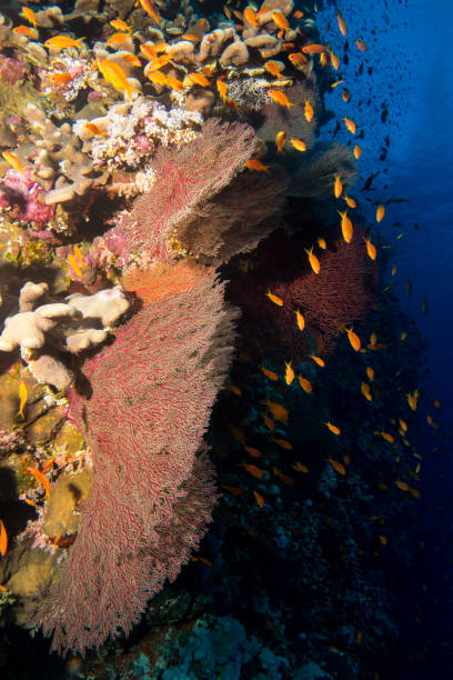 istock Coral garden in the red sea 831153342