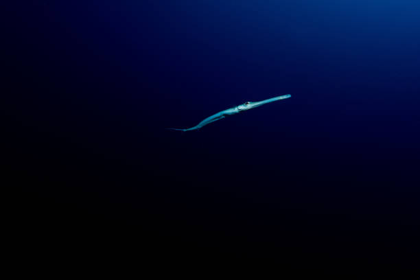 istock flute fish in the red sea 831153418