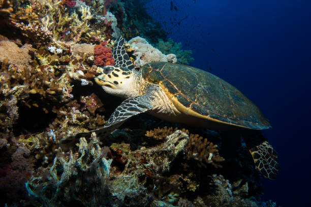 istock Turtle in the red sea 831153550
