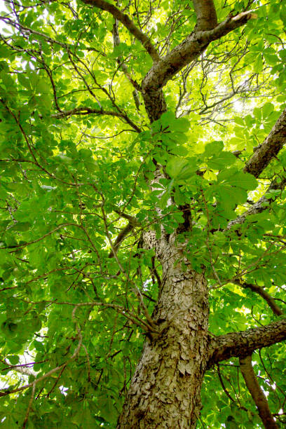istock Beautiful old chestnut tree growing towards the sky 831155742