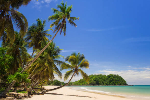 Tropical beach landscape Beautiful tropical sandy beach, seascape with palm trees madagascar beach photos stock pictures, royalty-free photos & images
