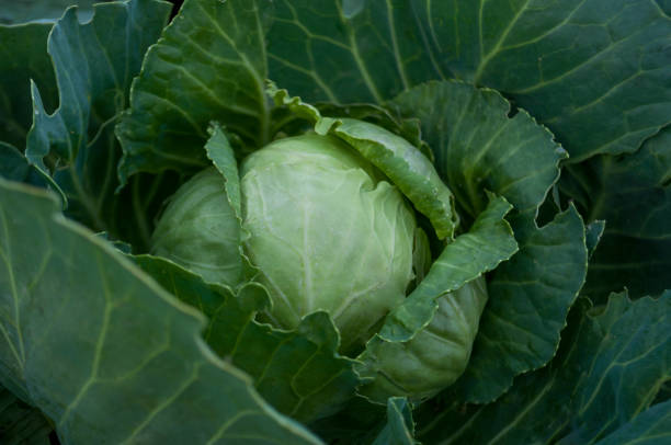 istock Green cabbage is growing in the garden. Harvest 831156654